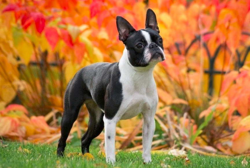 Boston Terrier Puppy Price