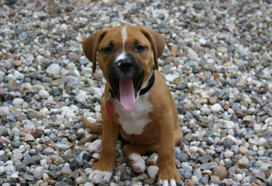 Boxer Terrier Mix Puppy