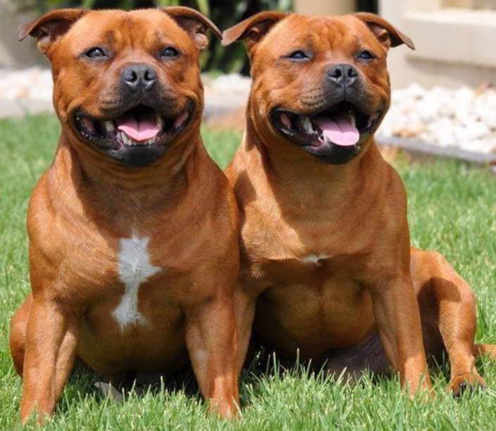 Brown Staffordshire Bull Terrier