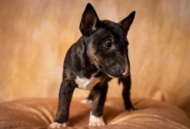 Bull Terrier Puppies For Sale In Texas