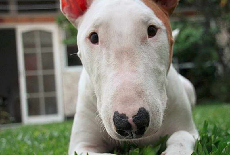 Bull Terrier Puppies Near Me