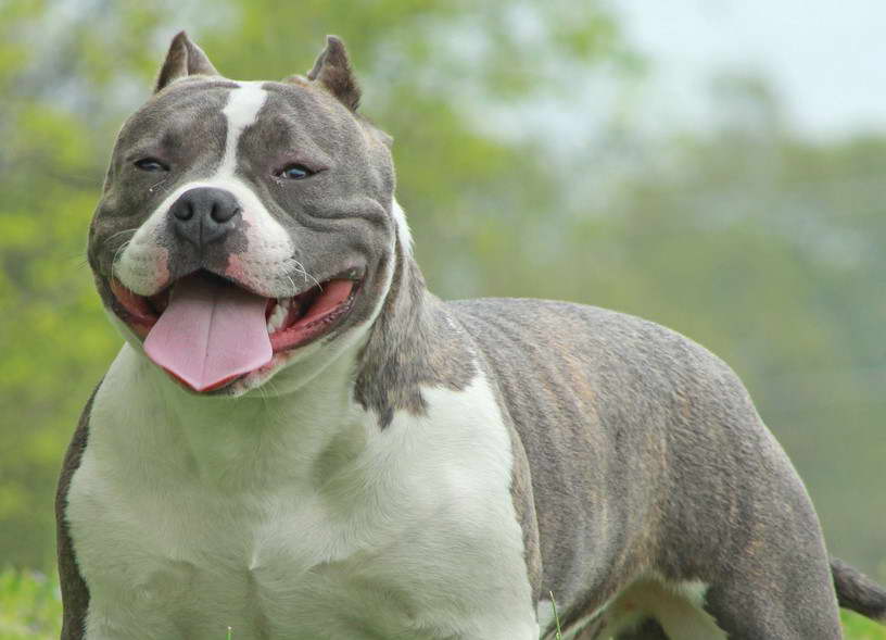 Bully Pitbull Terrier