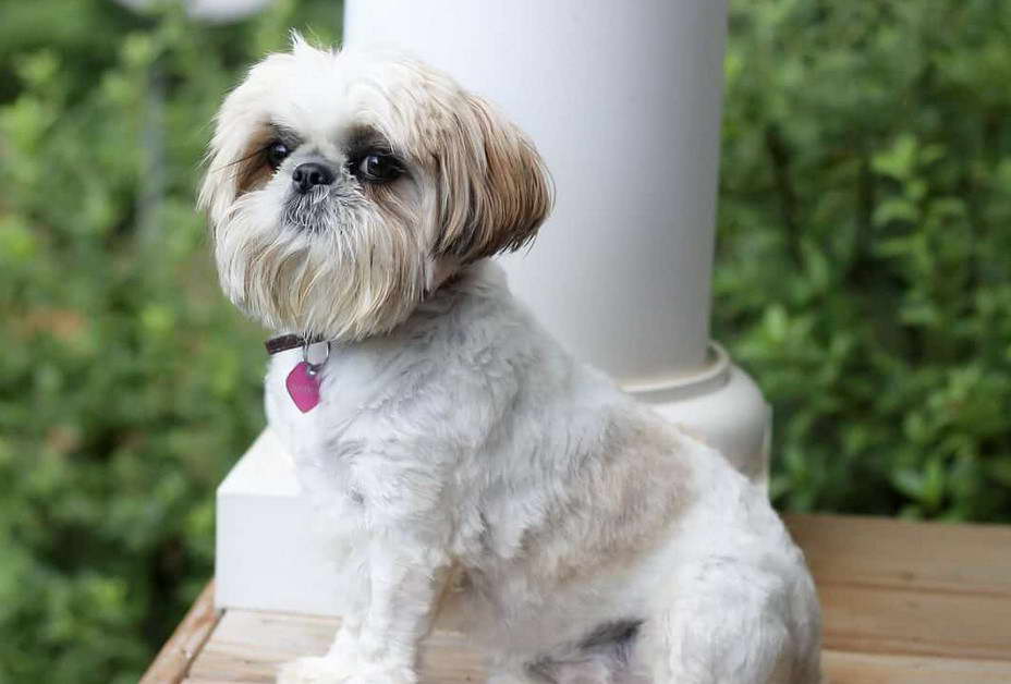 Cairn Terrier Shih Tzu Mix