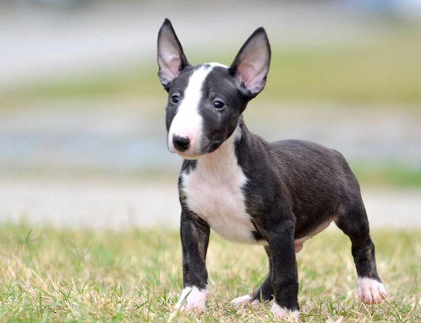 English Bull Terrier Price