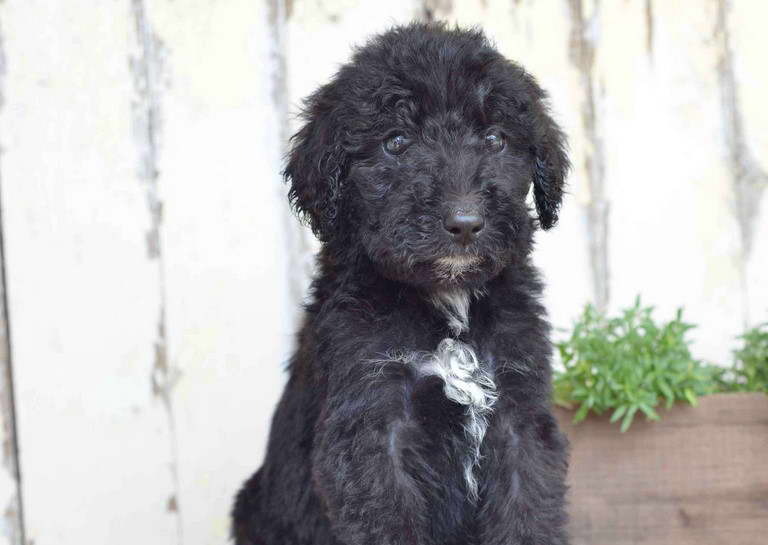 Fox Terrier Poodle Mix