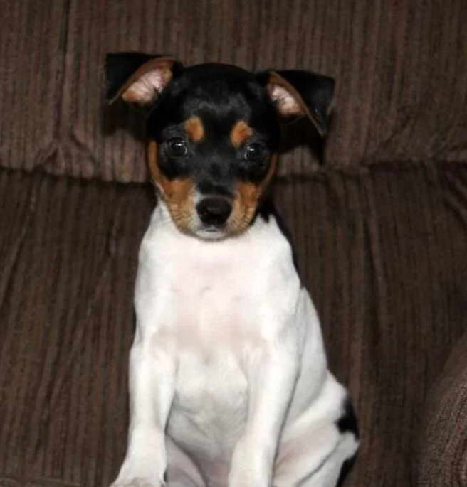 Fox Terrier Puppies For Sale