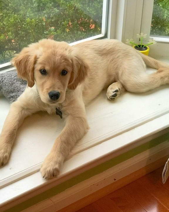 Golden Terrier Mix