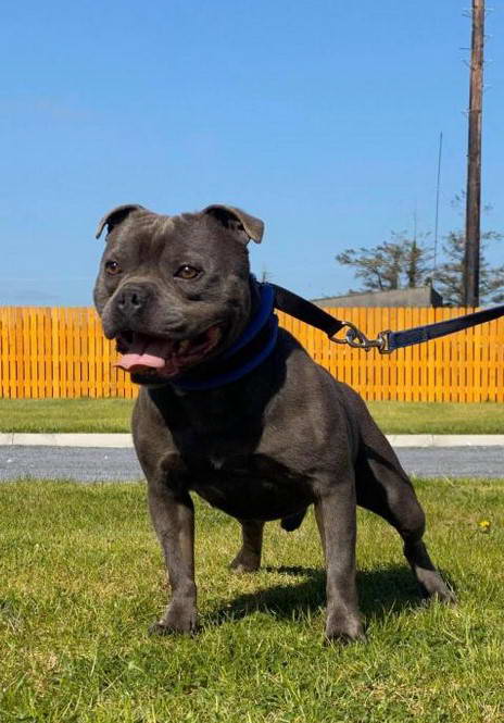 Irish Staffordshire Bull Terrier