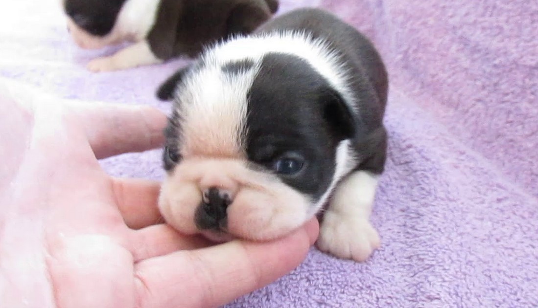 8 Week Old Boston Terrier