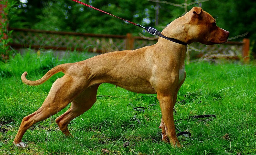 American Pitbull Terrier Colors