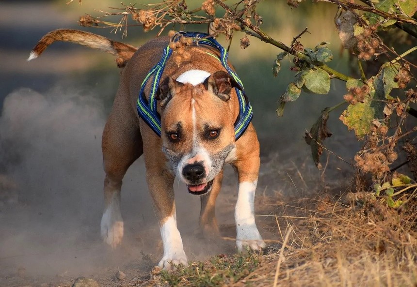 American Pitbull Terrier Life Span