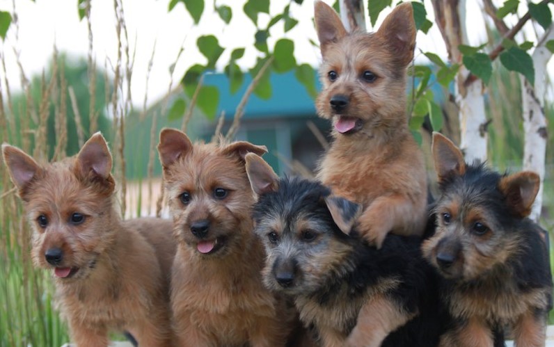 Australian Terrier Rescue