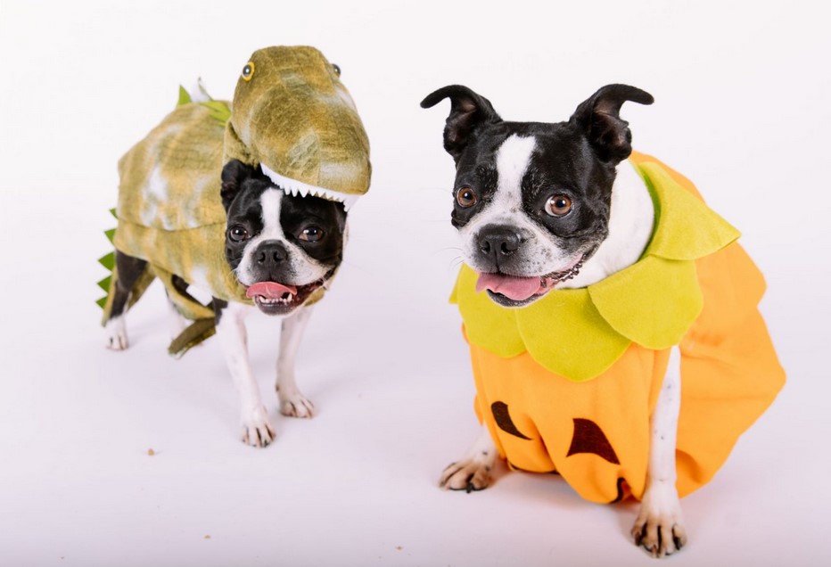 Boston Terrier Costume