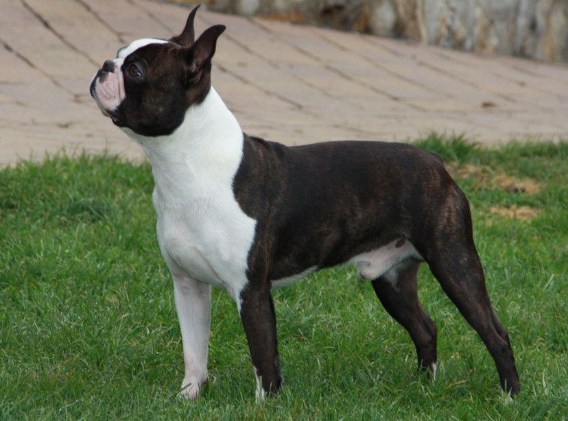 Boston Terrier Face