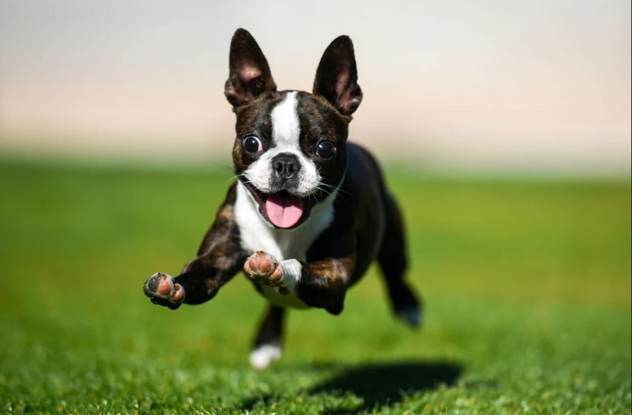 Boston Terrier History