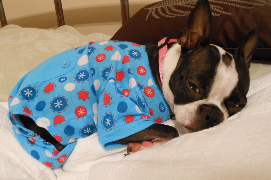 Boston Terrier Pajamas