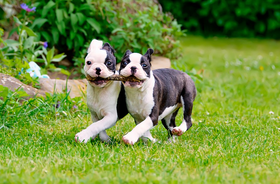 Boston Terrier Precio