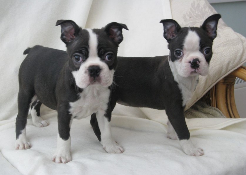 Boston Terrier Rescue Colorado