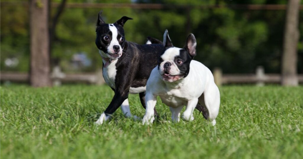 Boston Terrier Rescue Indiana