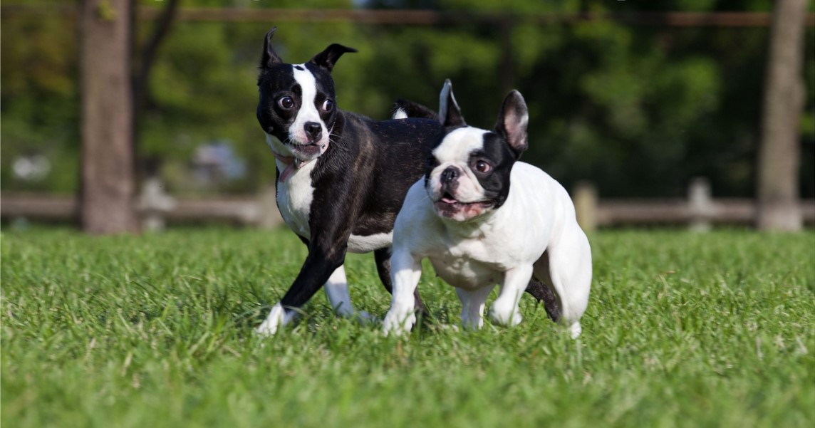 Boston Terrier Rescue Indiana