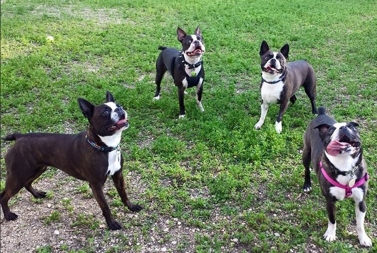 Boston Terrier Rescue Michigan