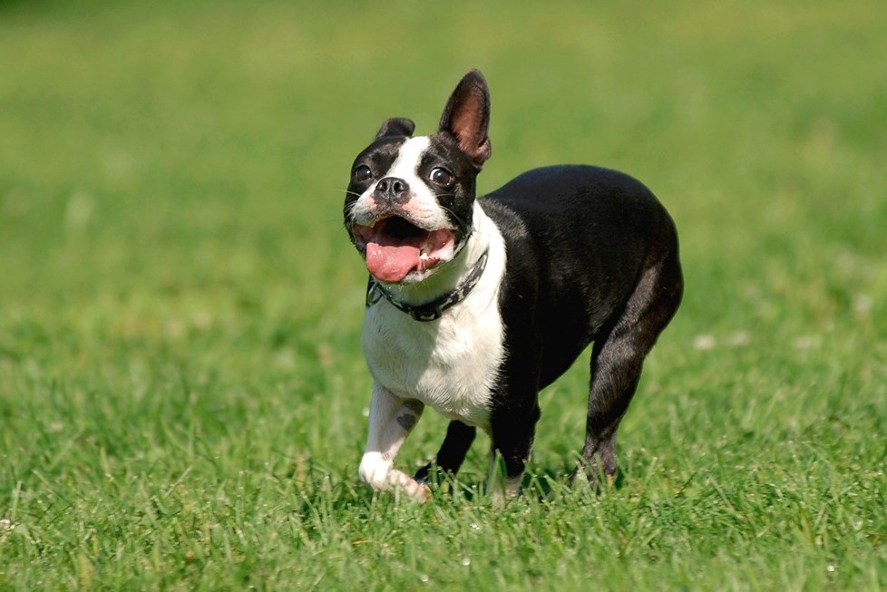 Boston Terrier Rescue Oregon