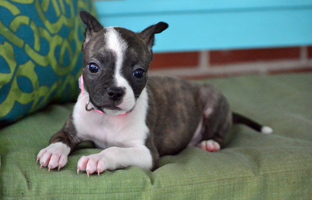 Boston Terrier Rescue Virginia