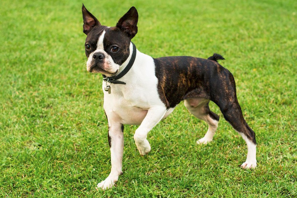 Boston Terrier Rescue Wisconsin