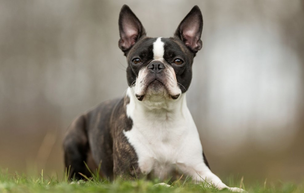 Boston Terrier Training