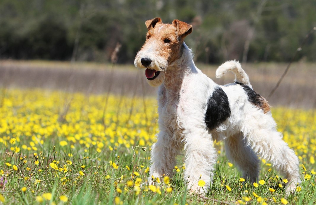 Fox Terrier Rescue