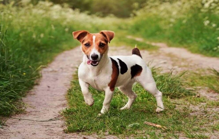 Jack Russell Terrier Precio