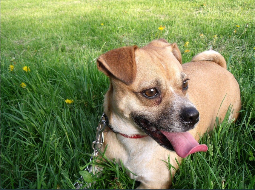 Jack Russell Terrier Pug Mix