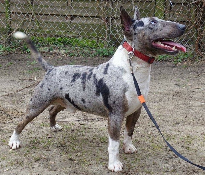 Merle Bull Terrier