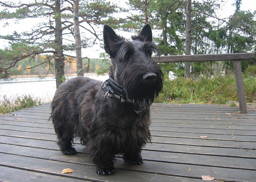 Mini Scottish Terrier