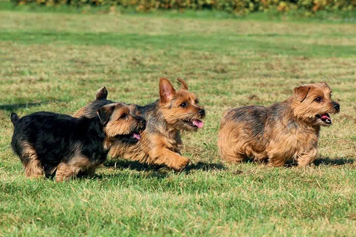 Norfolk Terrier Puppies For Sale