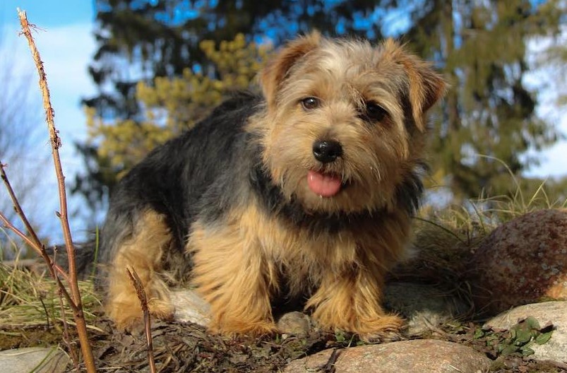 Norfolk Terrier Rescue