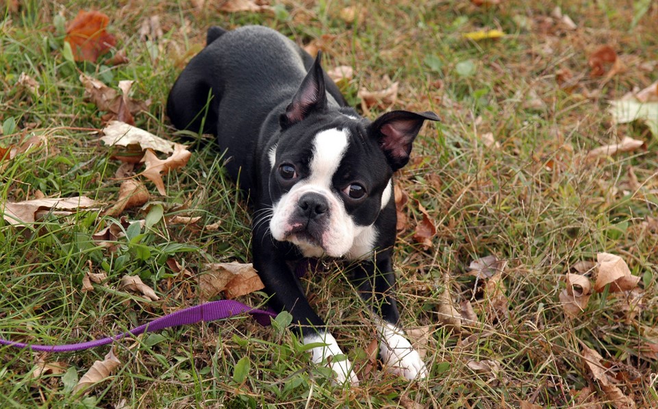 Petfinder Boston Terrier