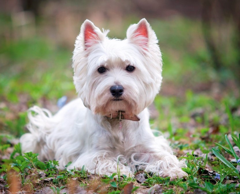 West Highland White Terrier Rescue