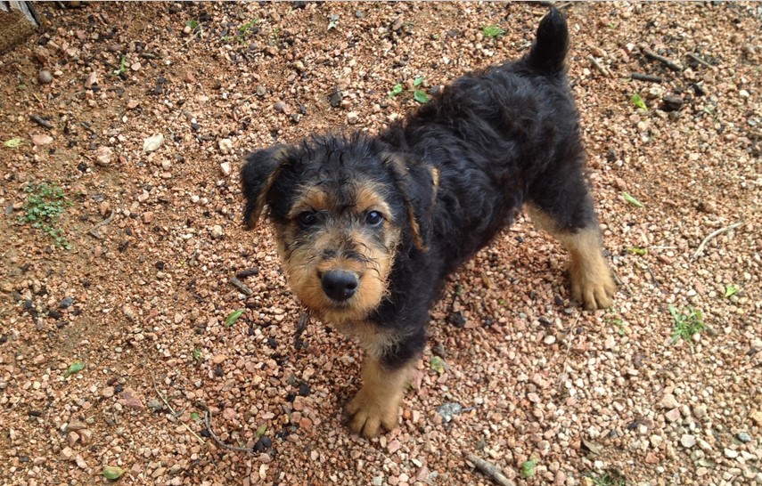 Airedale Terrier For Sale Craigslist