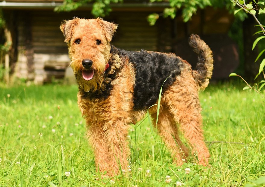 Airedale Terrier Hypoallergenic