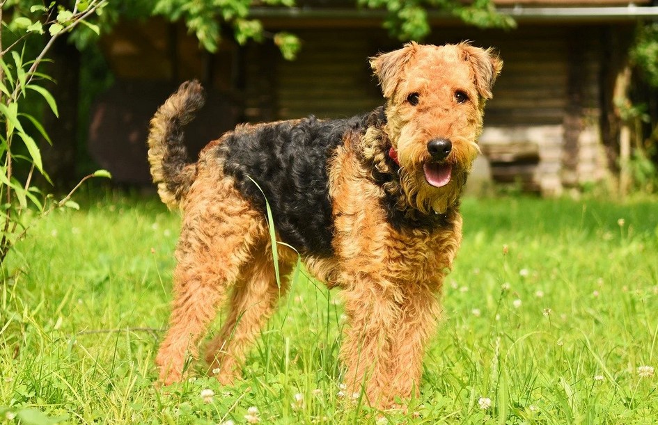 Airedale Welsh Terrier