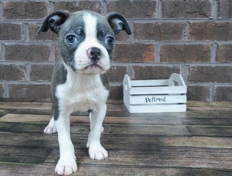 All Blue Boston Terrier