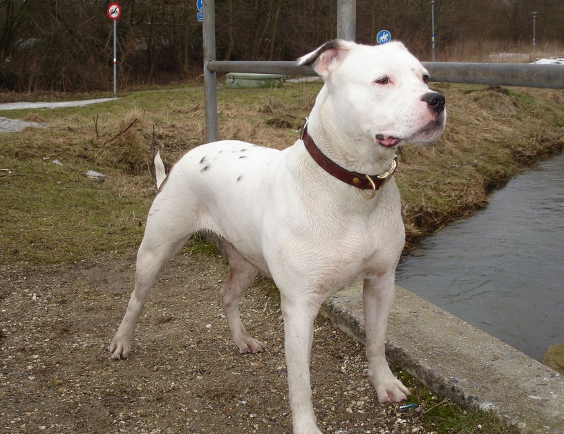 American Bulldog Terrier Mix