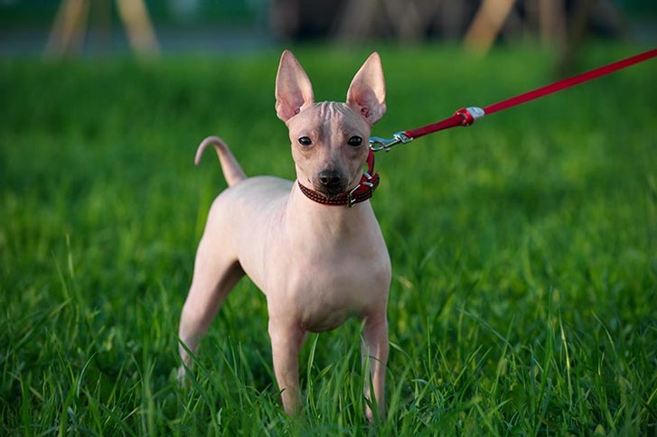 American Hairless Terrier Puppy