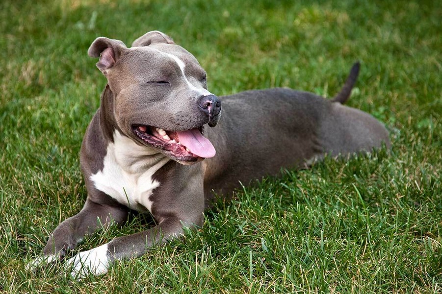 American Pit Bull Terrier Colors Brindle