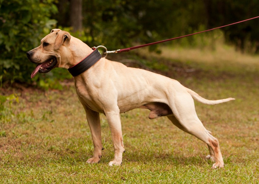 American Pit Bull Terrier Colors Fawn