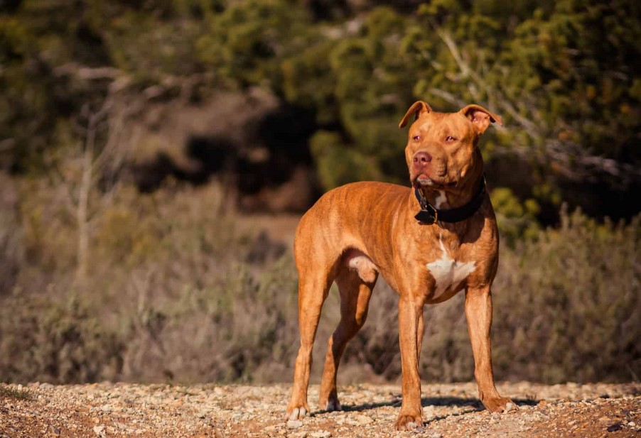 American Pit Bull Terrier Colors Tan