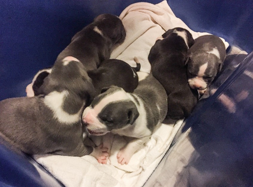 American Pitbull Terrier Puppies For Sale Near Me