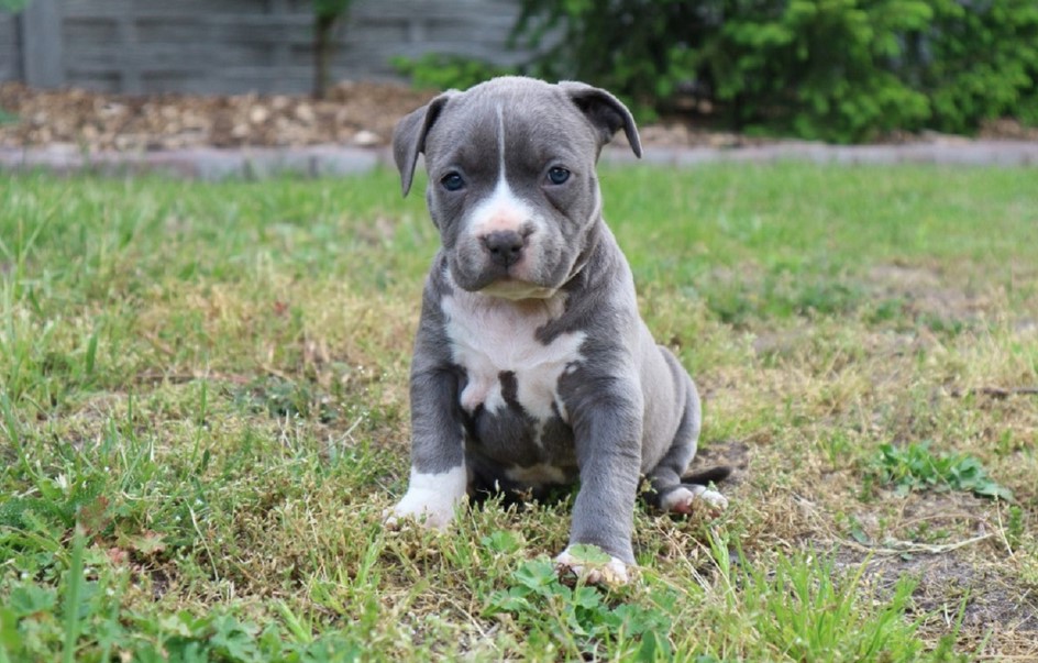 American Staffordshire Terrier Adoption