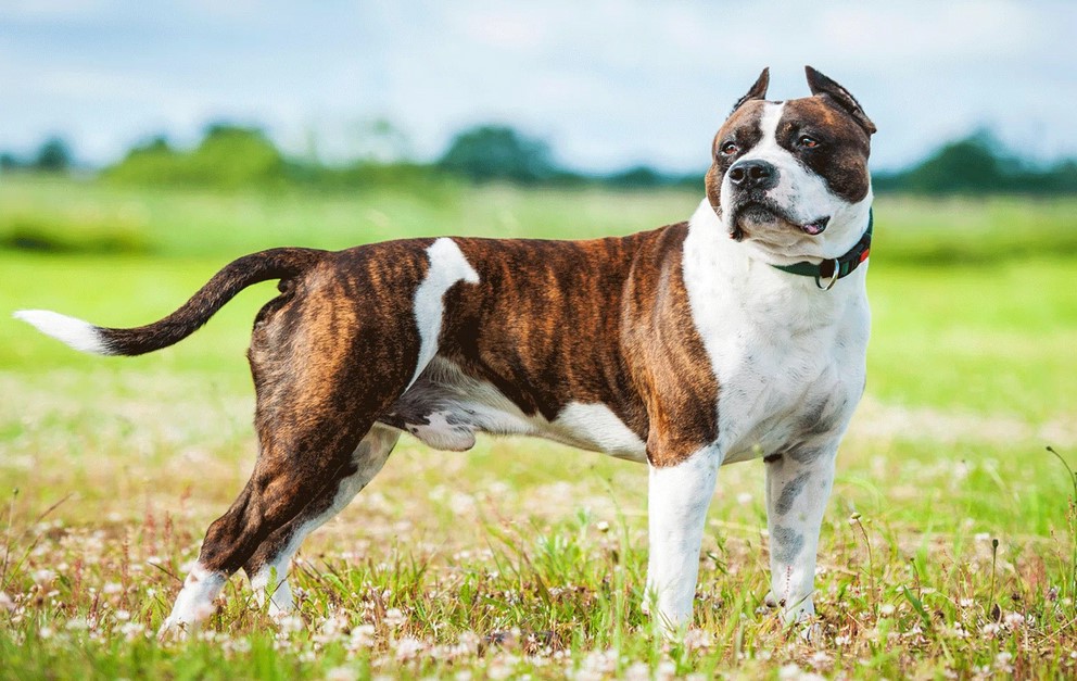 american staffordshire terrier breeders